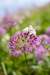 a purple flower with purple petals and the purple petals