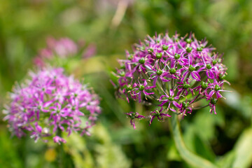 Fototapeta premium a purple flower with purple petals and the purple petals