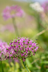 Obraz premium a purple flower with purple petals and the purple petals