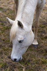 White Horse gazing in forest ambient- color photography