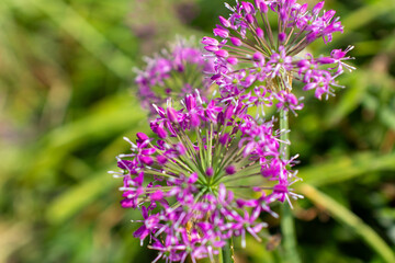 a purple flower with purple petals and the purple petals