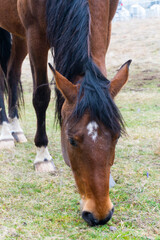 Brown horse gazing on the meadow. Close up photography