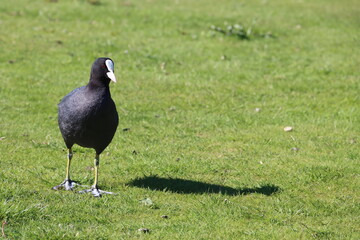 Coot on the field