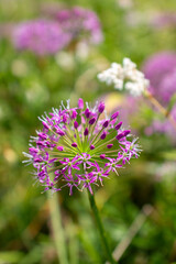 a purple flower with purple petals and the purple petals