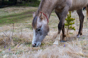Brown horse gazing on the meadow. Close up photography