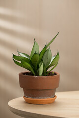 A decorative sansevieria plant in a terracotta pot adds charm to any space.