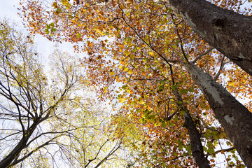 黄色や赤色やオレンジ色に紅葉した葉を纏った樹々を見上げた写真