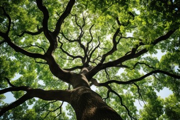 Tree outdoors woodland branch.