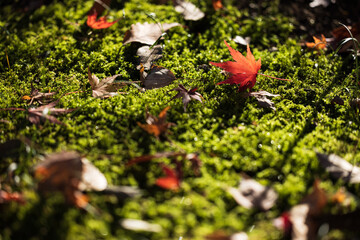 緑色の苔の上に落ちて光を浴びる赤色に紅葉したもみじの落ち葉と枯れ葉
