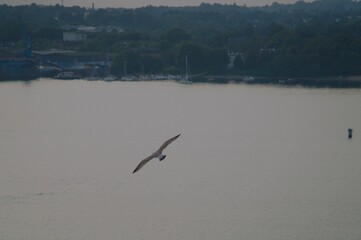 seagull over sea and blue sky