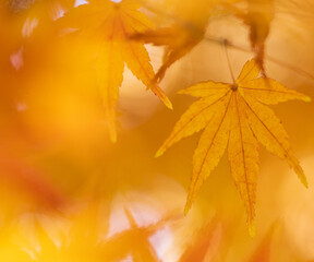 オレンジ色に紅葉したもみじの葉のクローズアップ