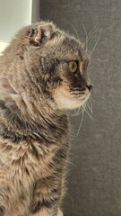 Close up portrait cat with green eyes and grey - brown striped fur. Advertising of cat food and pet health care.