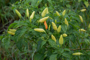 Cayenne pepper, Fresh green chili plants