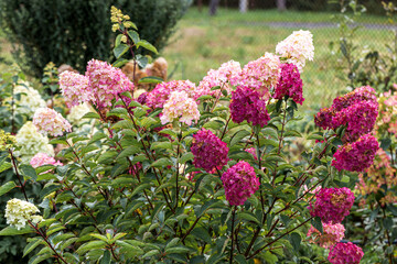 Obraz premium Growing hydrangea paniculata in the garden. Autumn coloring of flowers