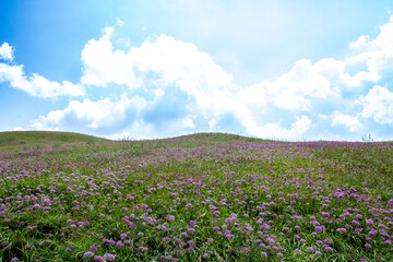 a green hill with purple flowers on it and a sky with clouds