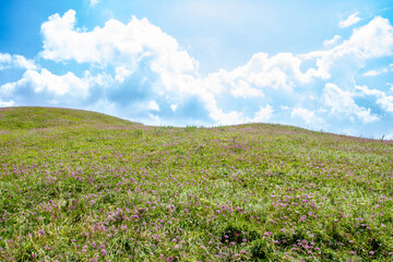Obraz premium a field of wild flowers with a sky in the background