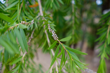 Close-Up of Green Foliage with Buds