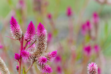 Bright Pink Celosia Flowers in Bloom