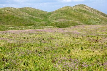 Obraz premium a field of wild flowers with a sky in the background