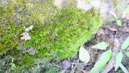 green moss in the forest