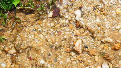 The surroundings of the stream consist of rocks, grass, leaves, and are enriched with flowing water