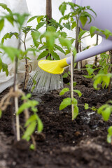 Watering seedling tomato plant in greenhouse garden