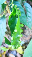 A green leaf with small galls spread across its surface caused by abnormal growths due to external factors like insects or fungi