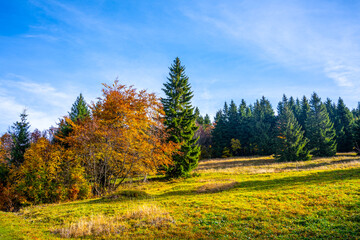 The vibrant autumn meadow of Jizerka showcases a blend of colorful foliage under a bright blue sky. Various trees stand tall amid the golden grasses, highlighting the beauty of fall in Czechia.