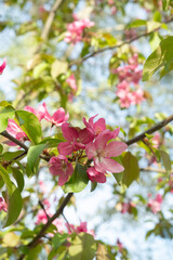 Close up pink flowers of a blossoming apple tree Malus floribunda siebold. Blurred foreground. Soft focus. Springtime