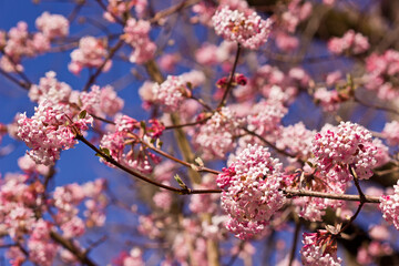 rosa Blüten des Duftschneeball in Nahaufnahme vor blauem Himmel im Frühjahr