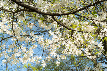 Close up branches of a flowering magnolia salicifolia and young birch foliage against the background of the blue sky.