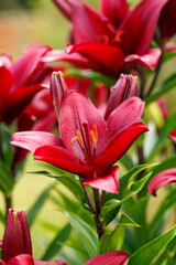red tiger lily flowers in summer garden