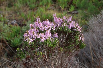 Lavender flowers in a meadow