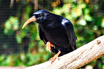 Image of a Red-billed Chough bird (scientific name Pyrrhocorax pyrrhocorax), in captivity in a wildlife centre, from the Corvidae family.