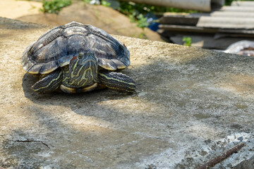 Turtle. Animal reptile. Tropical climate fauna, Baby turtles