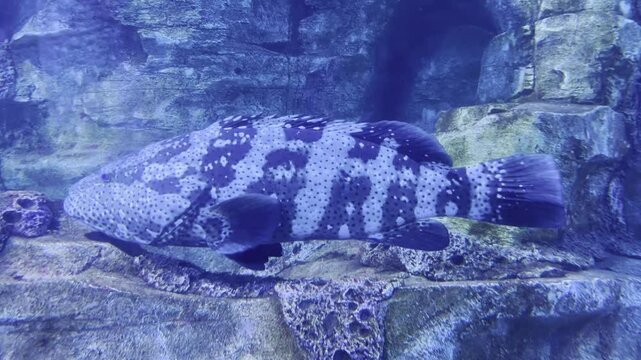 Malabar grouper gracefully swimming under water