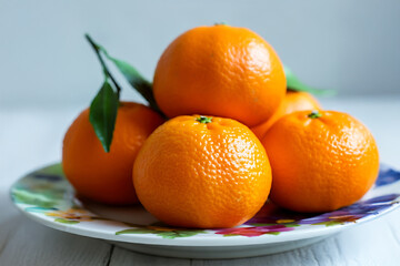 제주도 감귤 이미지 스튜디오 배경 과일 제주 귤사진 실사