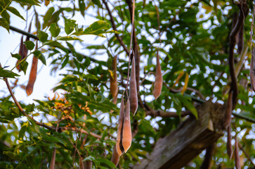 Hanging Seed Pods on a Tree Branch