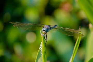 Close-Up of a Dragonfly Perched on a Leaf