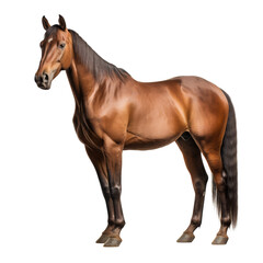 Fototapeta premium brown horse looking isolated on white