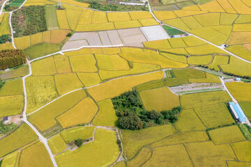 Obraz premium A photograph of the yellow rice fields of rural Korea taken by a drone
