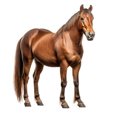 Obraz premium brown horse looking isolated on white