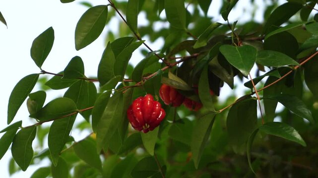 Ripe Surinam Cherry (Eugenia uniflora) fruit on a tree branch with green leaves blowing in the wind