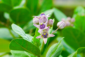 Purple color wild flowers surrounded by green leaves (Giant calotrope flowers) 