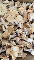 Champignon chanterelle en automne