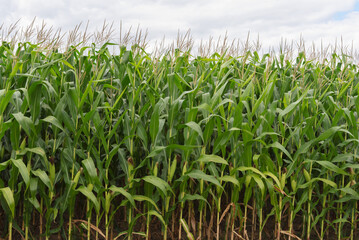 Corn field with cloudy sky in Ontario Canada