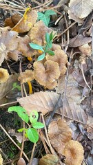 autumn  chanterelle leaves in the snow