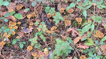 Champignon chanterelle en automne dans la forêt 