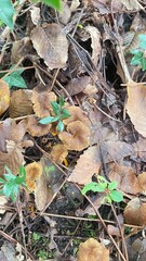 autumn leaves on the ground
