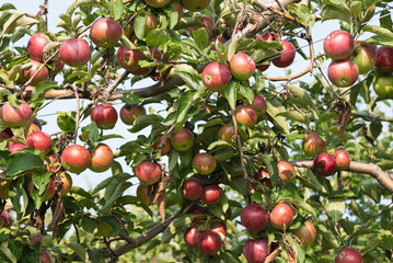 Lots of red apples growing on tree in Ontario, Canada